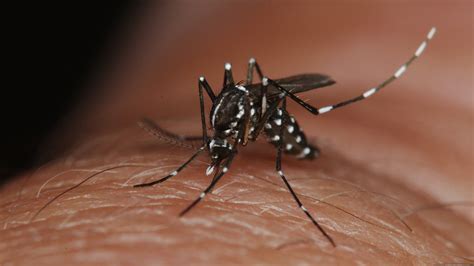 What scientists say keeps mosquitoes at bay